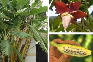 Forest pip banana: food - remedies have many uses