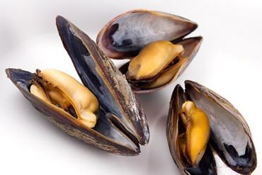 Precious medicine from river mussels
